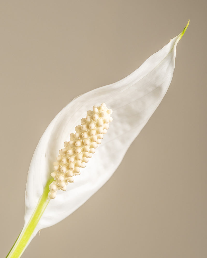 Detailaufnahme einer Blüte eines Einblattes.