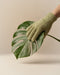 Eine Hand in einem strukturierten, hellgrünen Staubhandschuh hält sanft ein großes Monstera-Blatt vor einem beigen Hintergrund - ideal zum Bestäuben von Zimmerpflanzen.