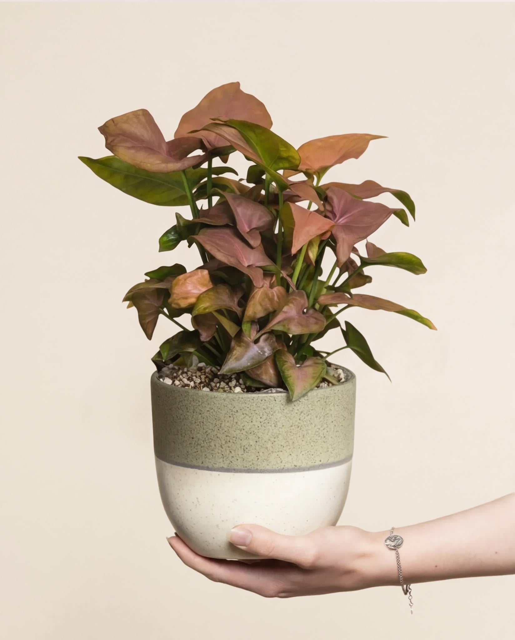 Eine Hand hält einen grün-beigefarbenen Keramiktopf mit einer gesunden Syngonium 'Neon' - feey mit leuchtend rosa-grünen Blättern vor einem schlichten hellen Hintergrund.