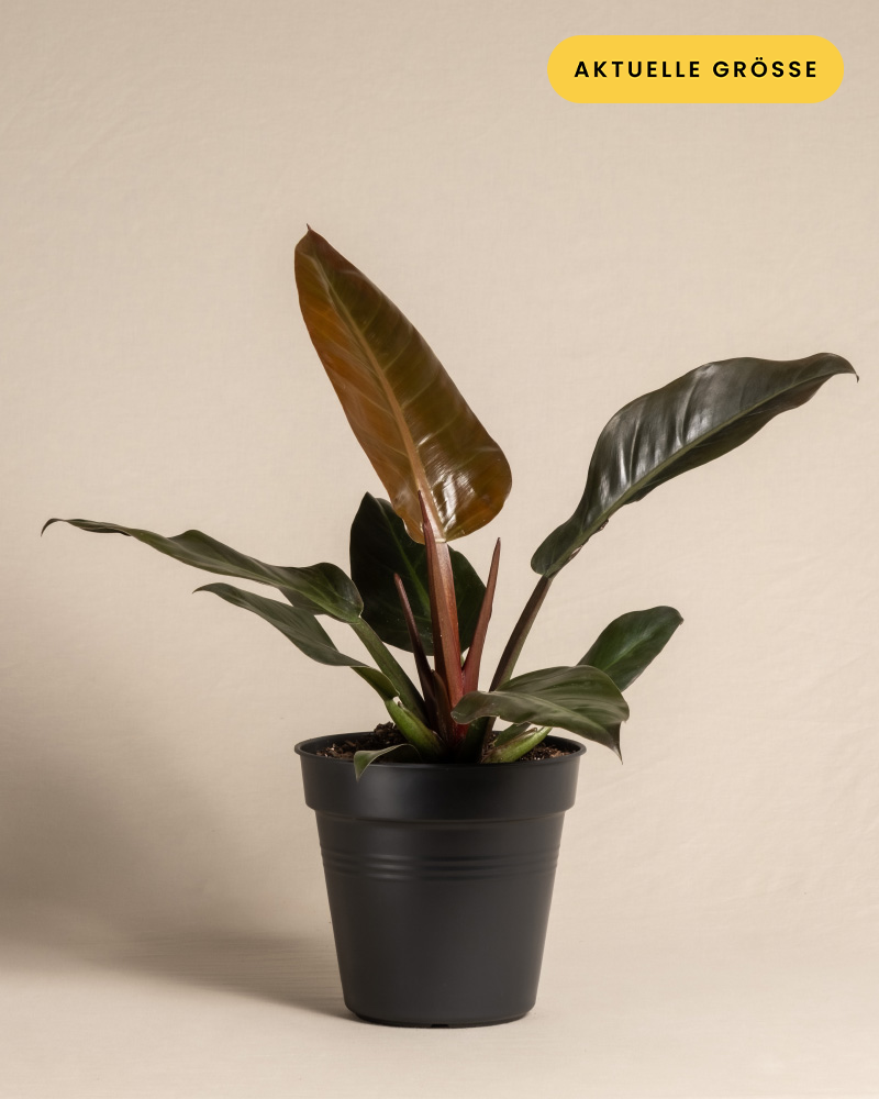 Philodendron 'Imperial Red' ohne Übertopf