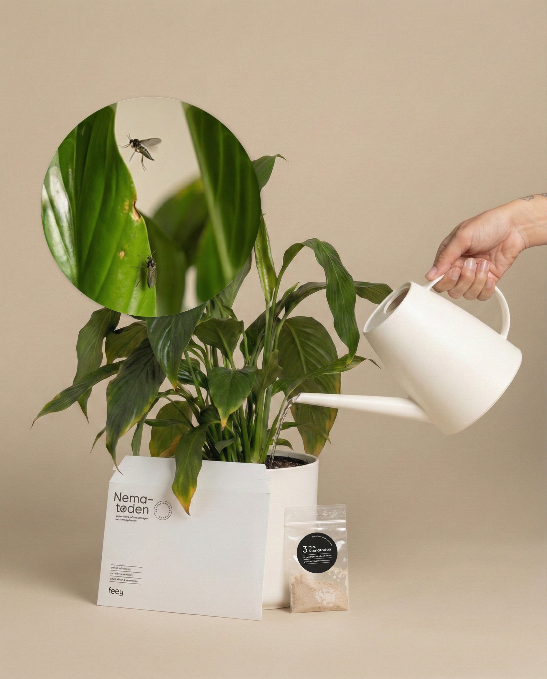 Eine Hand gießt eine blättrige Zimmerpflanze mit einer weißen Gießkanne, während ein vergrößerter Kreis Trauermücken auf einem Blatt zeigt. In der Nähe stehen eine Produktschachtel mit der Aufschrift 