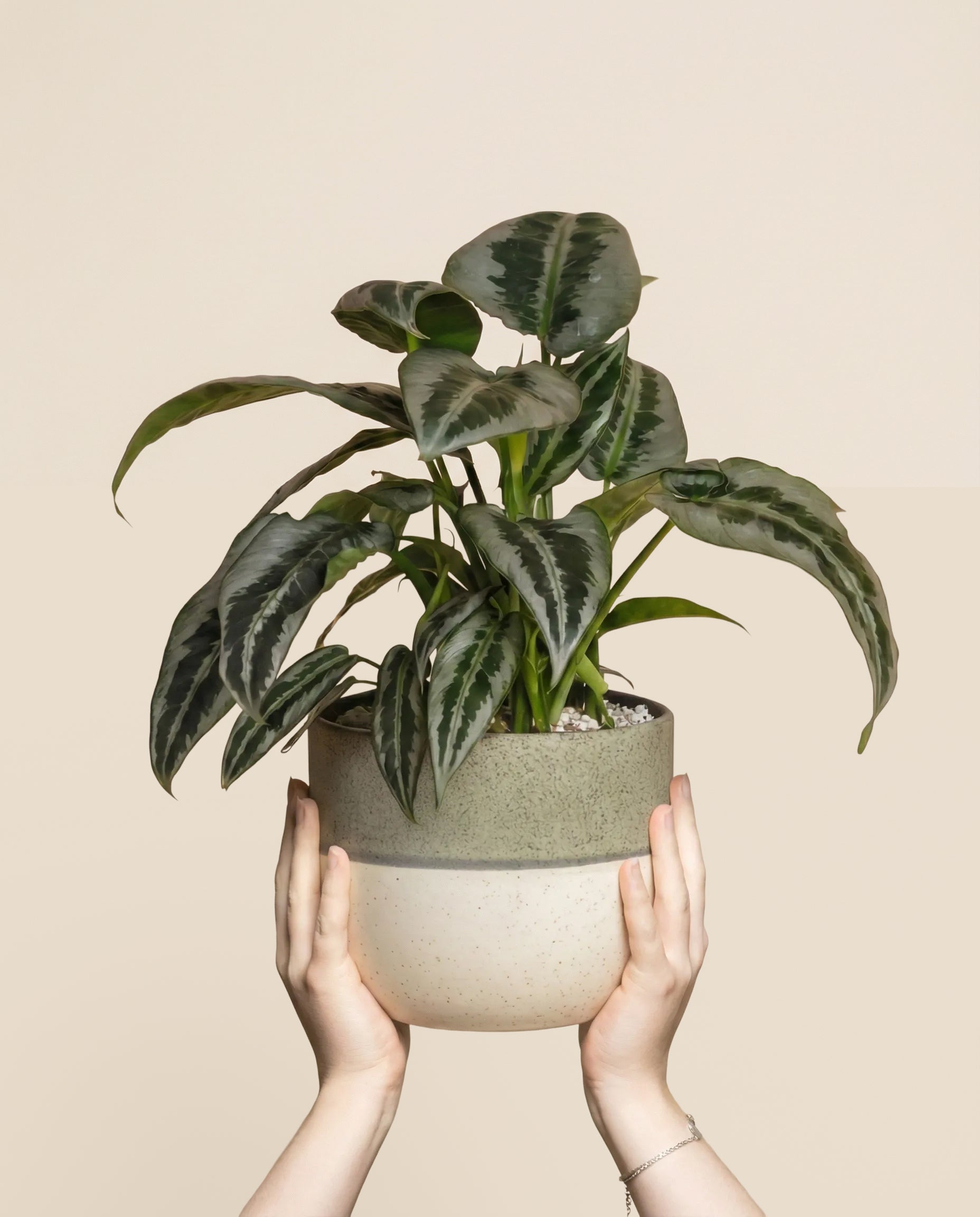 Ein Paar Hände hält eine grüne Schismatoglottis 'Silver Indukan' hoch - eine Fee mit großen, gemusterten Blättern in einem zweifarbigen Keramiktopf vor einem einfarbig beigen Hintergrund.