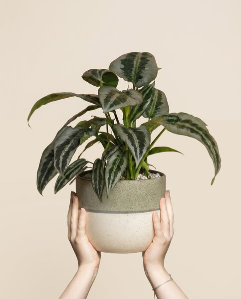 Ein Paar Hände hält eine grüne Schismatoglottis 'Silver Indukan' hoch - eine Fee mit großen, gemusterten Blättern in einem zweifarbigen Keramiktopf vor einem einfarbig beigen Hintergrund.