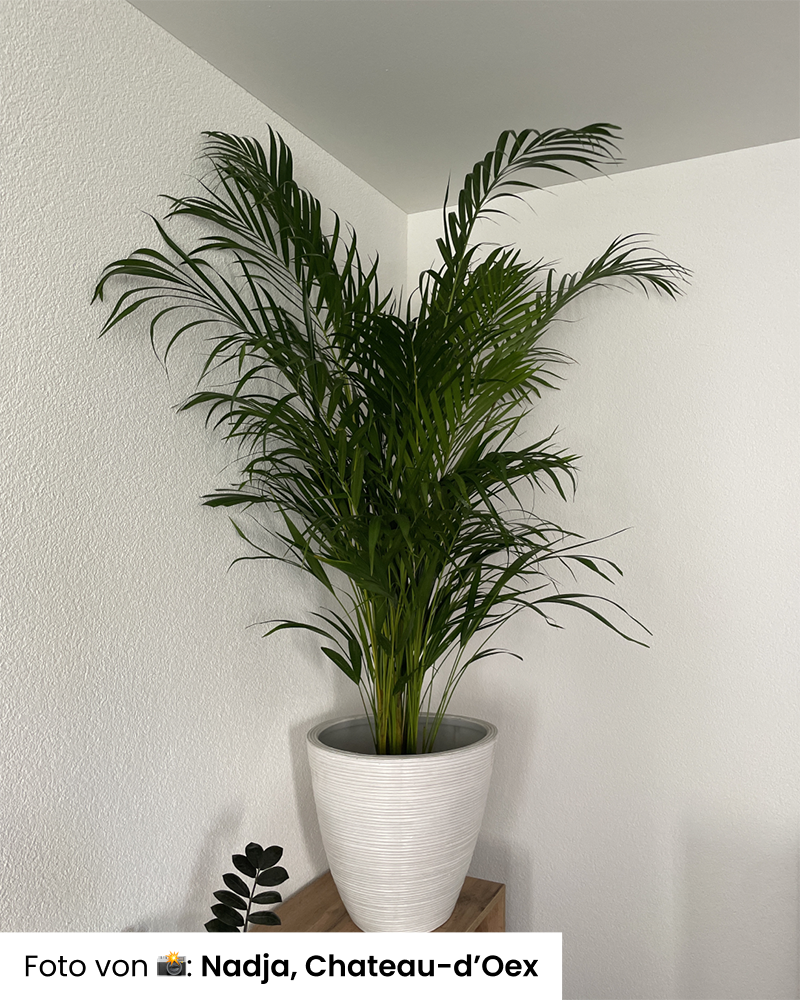 Foto von Kundin: Goldfruchtpalme xl