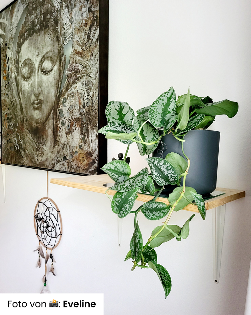 Eine üppige Große Silberne Efeutute in einem Topf steht auf einem hölzernen Wandregal neben einem gerahmten Kunstwerk mit einem heiteren Gesicht, darunter hängt an der weißen Wand ein Traumfänger.