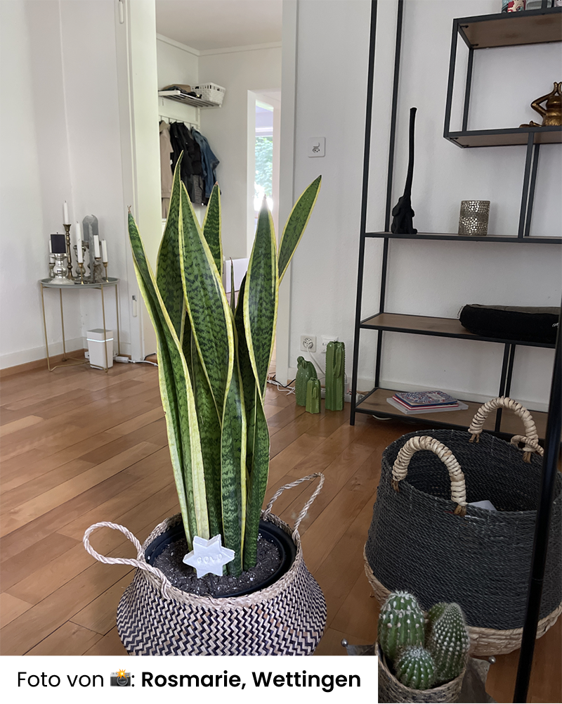 Eine Große Schwiegermutterzunge in einem geflochtenen Korb steht neben einem Spiegel auf dem Holzboden, neben einem Kaktus in einem Topf. Im Hintergrund sind auf einem Metallregal Dekorationsgegenstände ausgestellt, wobei der Eingang des Zimmers teilweise sichtbar ist.