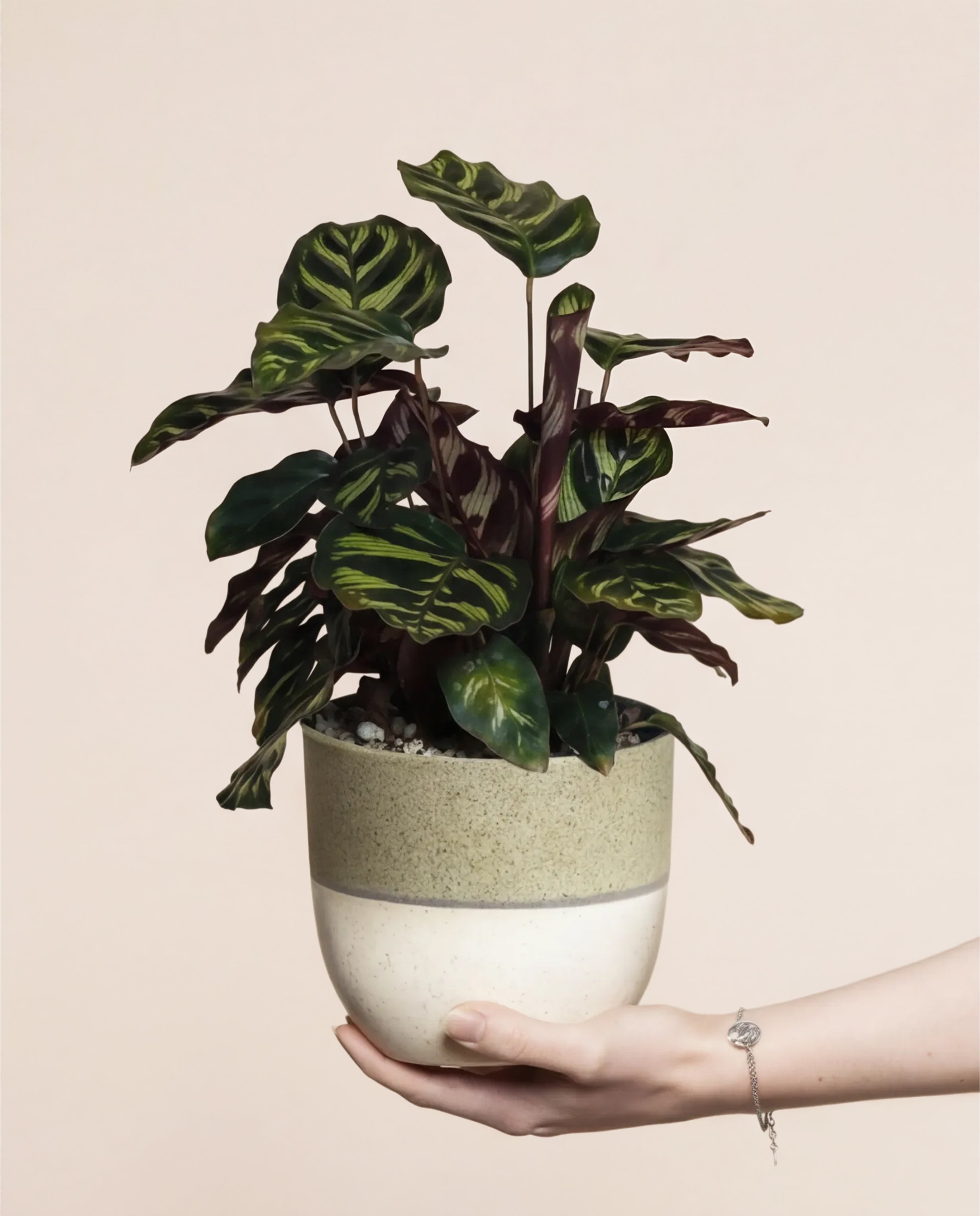 Eine Hand hält eine Kleine Calathea makoyana - feey - eine tierfreundliche Zimmerpflanze mit gemusterten Blättern im beige-grünen Keramiktopf vor hellem Hintergrund.
