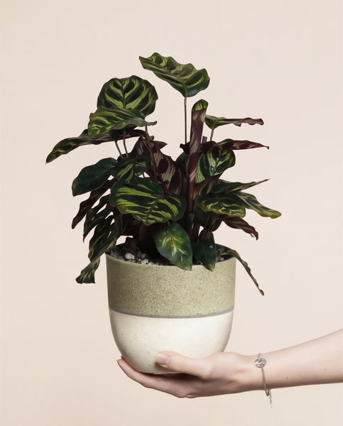 Eine Hand hält eine Kleine Calathea makoyana - feey - eine tierfreundliche Zimmerpflanze mit gemusterten Blättern im beige-grünen Keramiktopf vor hellem Hintergrund.
