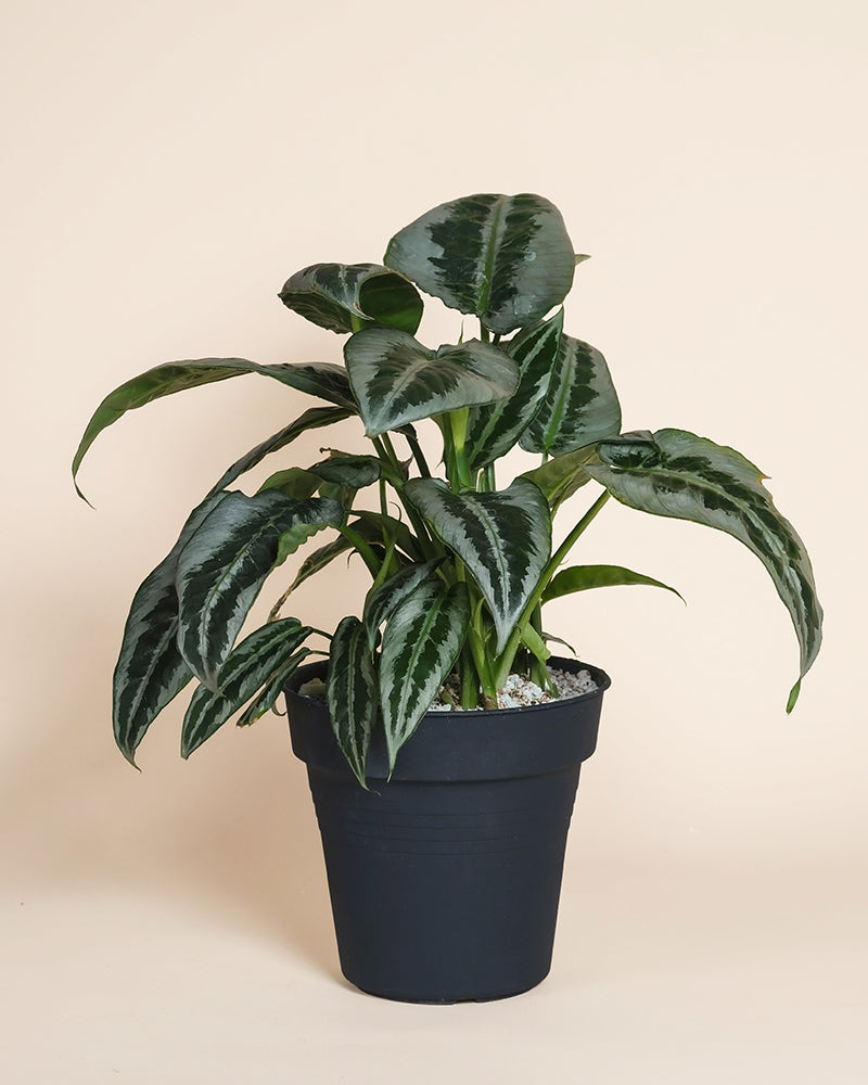 Eine getopfte Schismatoglottis 'Silver Indukan' - feey mit dunkelgrünen, silbern gemusterten Blättern sitzt in einem einfachen schwarzen Topf vor einem hellbeigen Hintergrund - eine auffällige Ergänzung für jeden Raum.