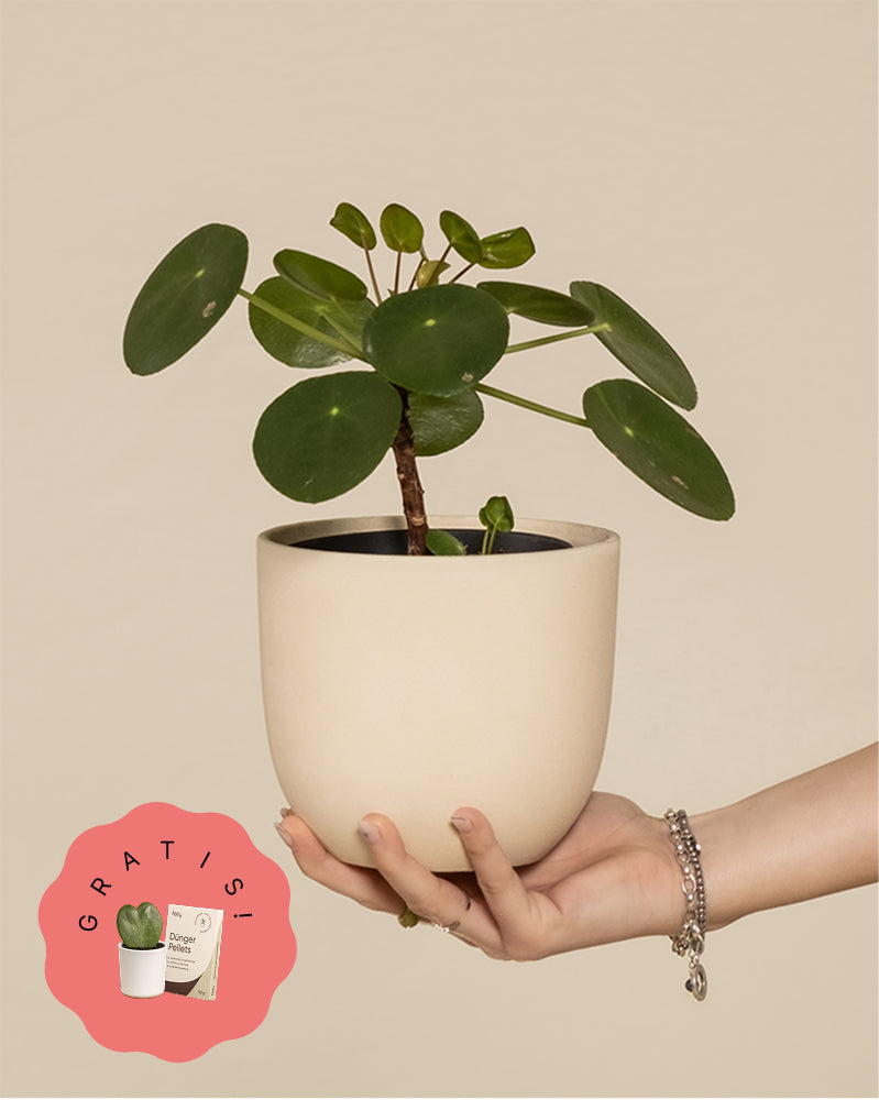 Ufopflanze (+Geschenk)