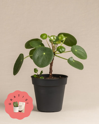 Ufopflanze (+Geschenk)