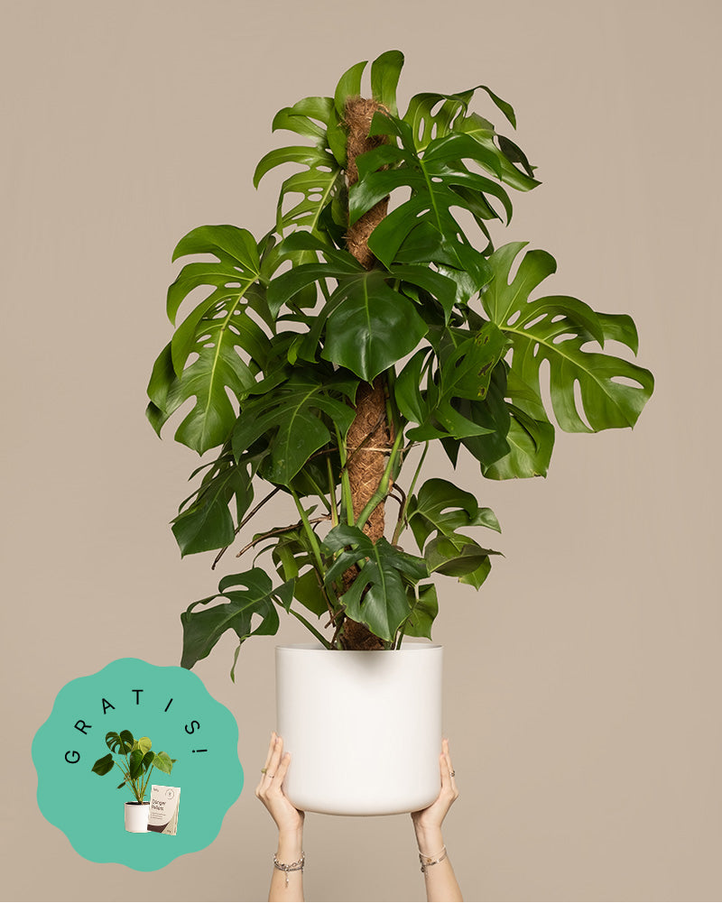 Zwei Hände halten eine Monstera XL im weissen Topf in die Höhe
