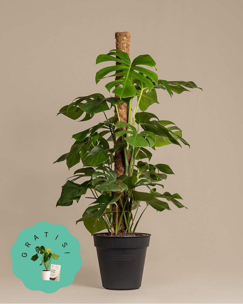 Monstera XL ohne Übertopf vor einem beigen Hintergrund im Studio fotografiert