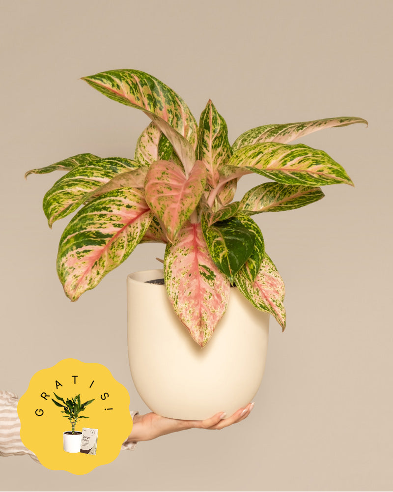 Eine Hand in einem gestreiften Ärmel hält einen weißen Topf mit einer leuchtenden Aglaonema-Kokosmelonenpflanze. Die Aglaonema-Kokosmelone hat große, spitze Blätter in verschiedenen Rosa-, Grün- und Cremetönen. Der Hintergrund ist ein solides, neutrales Beige.