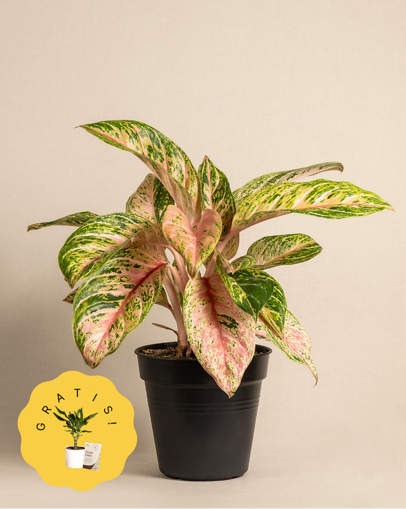 Eine Aglaonema Cocomelon im Topf mit großen, länglichen Blättern, die eine Mischung aus grün-rosa-weißen bunten Mustern aufweisen. Der schwarze Topf hat in der oberen rechten Ecke ein gelbes Etikett mit dem Text „AKTUELLE GRÖSSE“. Der Hintergrund ist schlicht beige. Diese atemberaubende Pflanze ist eine wunderschöne Tropenpflanze.