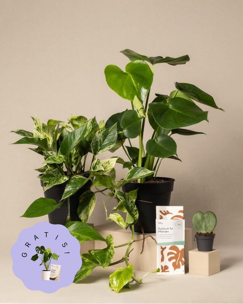 Me-Time Set (+Geschenk)