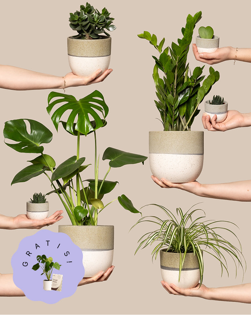 Hands präsentiert das „Homeoffice-Pflanzen-Set“, bestehend aus einem großen Blattgrün, einer Grünlilie, Sukkulenten und einer leuchtenden Monstera in cremefarbenen Töpfen mit hellbraunem Band – ideal, um jedes Homeoffice zu beleben.