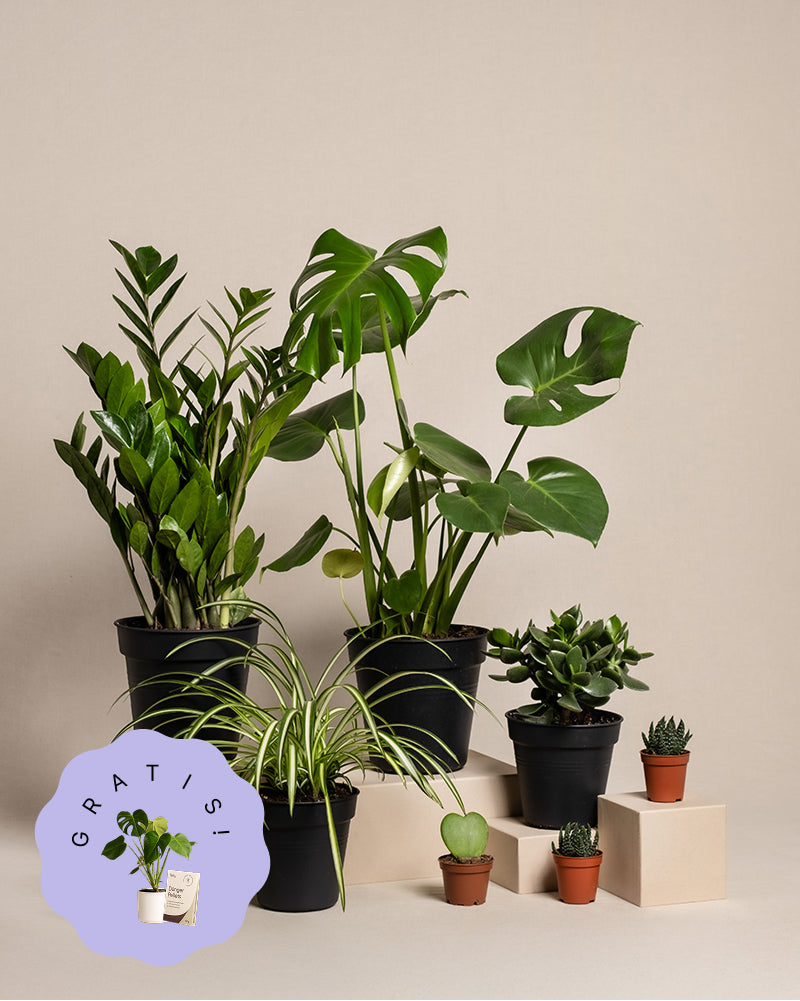 Das Homeoffice Pflanzen-Set umfasst verschiedene Topfpflanzen, darunter Monstera und Glücksfeder, präsentiert auf beigefarbenen geometrischen Ständern. Die schwarzen und Terrakotta-Töpfe auf beigem Hintergrund verleihen Ihrem Homeoffice eine besondere Atmosphäre.
