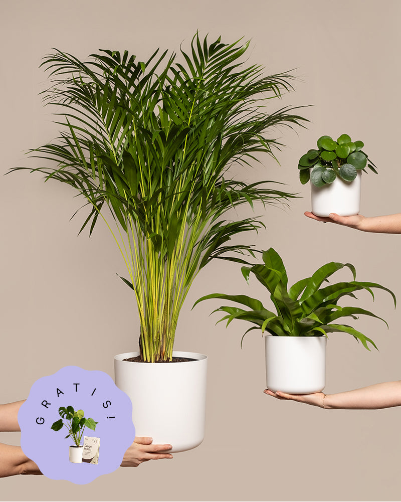 Tierfreundliches Set (+Geschenk)