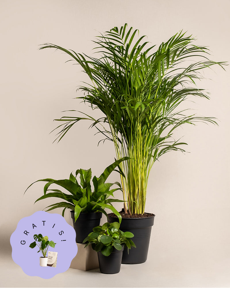 Tierfreundliches Set (+Geschenk)