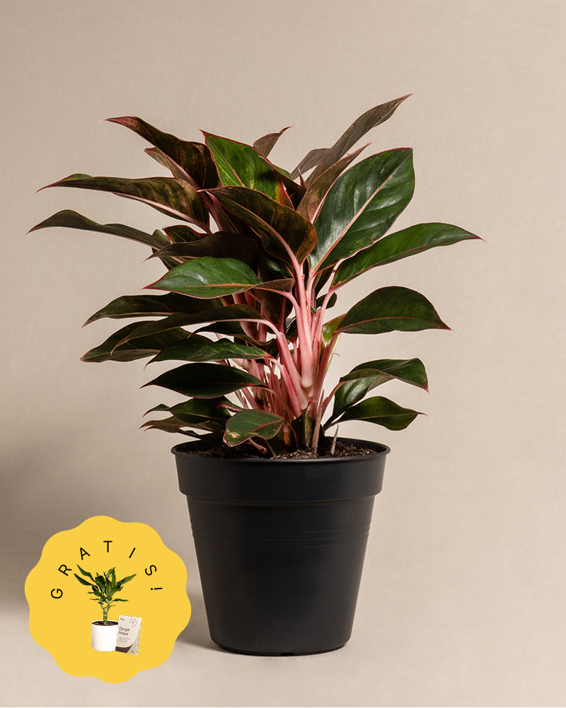 Eine große Aglaonema Jungle Red ohne Übertopf mit üppigen, dunkelgrünen Blättern und rosaroten Stielen ist vor einem schlichten, beigen Hintergrund zu sehen. Pflanze und Topf sind in der Bildmitte zu sehen.