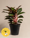 Eine große Aglaonema Jungle Red ohne Übertopf mit üppigen, dunkelgrünen Blättern und rosaroten Stielen ist vor einem schlichten, beigen Hintergrund zu sehen. Pflanze und Topf sind in der Bildmitte zu sehen.