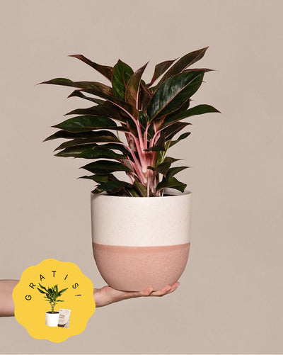 Eine Hand hält eine große Aglaonema Jungle Red im Topf vor einem schlichten Hintergrund. Die Pflanze hat breite, dunkelgrüne Blätter mit einem Hauch von Rot. Der Topf ist beige mit einer strukturierten, hellrosa unteren Hälfte.