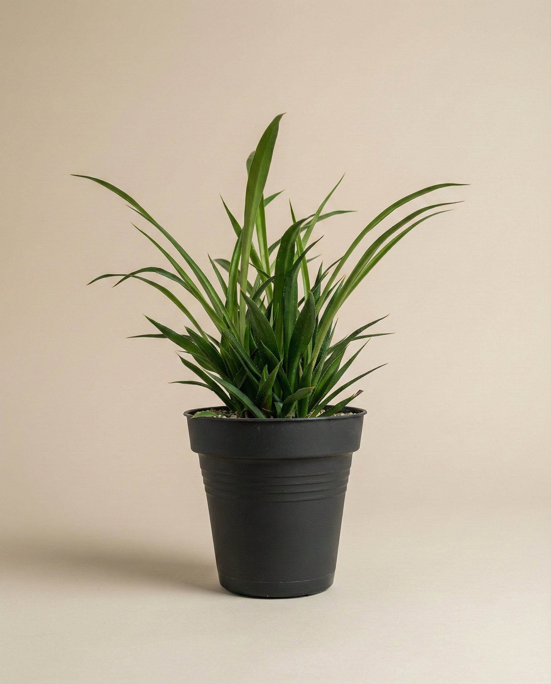 Die Grüne Grünlilie - feey mit langen, geschwungenen Blättern wächst in einem schlichten schwarzen Topf vor beigem Hintergrund - ideal für ein tierfreundliches Zuhause.