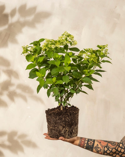 Ein tätowierter Arm hält eine Grüne Rispenhortensie, deren belaubte Stängel und kleine, helle Blüten mit Wurzeln und Erde vor einem neutralen Hintergrund zu sehen sind.