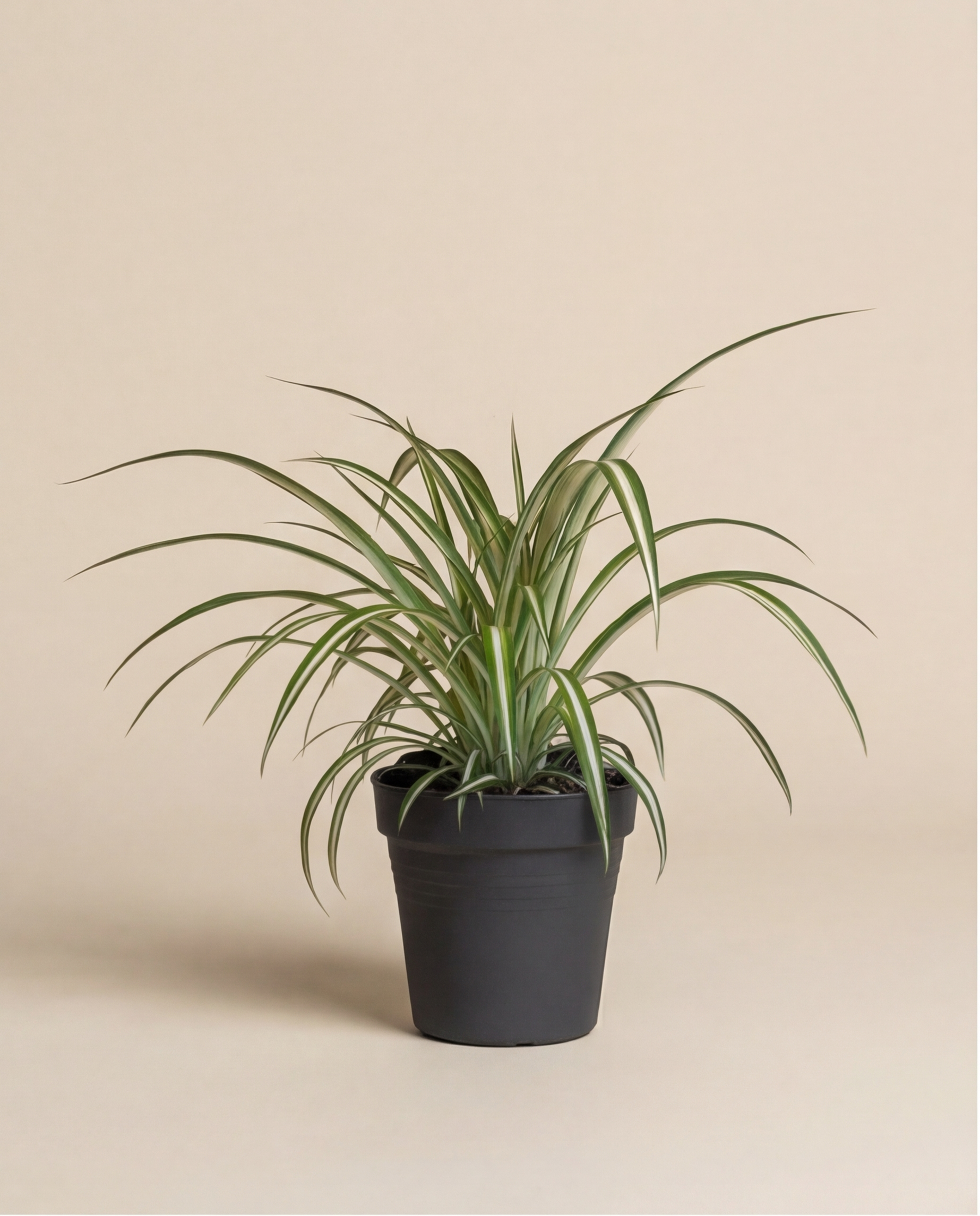 Eine Grünlilie mit langen, schmalen Blättern wächst in einem schwarzen Topf und wirkt als natürlicher Luftfilter vor schlichtem beigem Hintergrund.