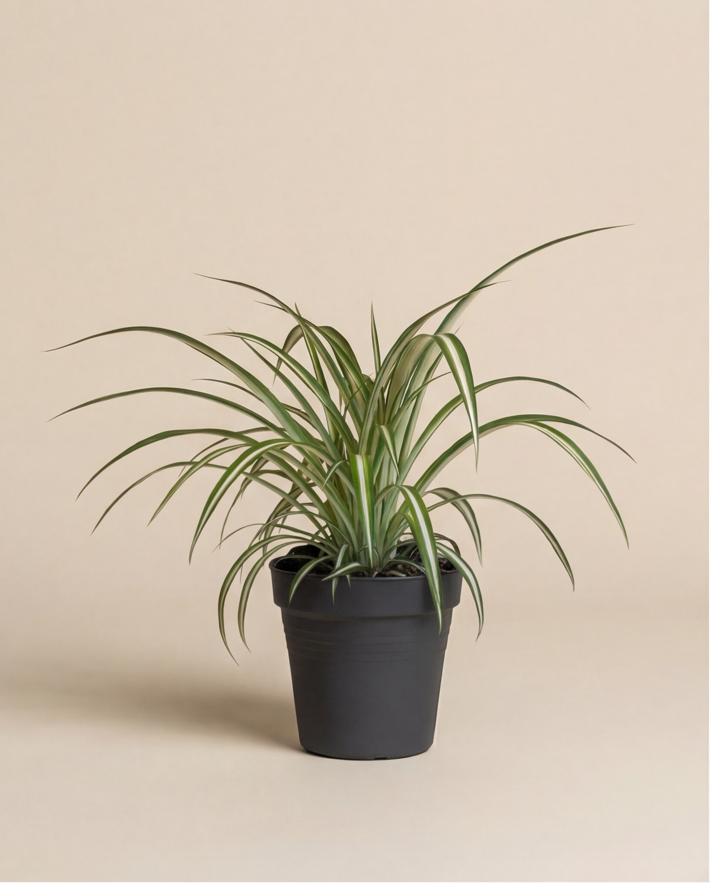 Eine Grünlilie mit langen, schmalen Blättern wächst in einem schwarzen Topf und wirkt als natürlicher Luftfilter vor schlichtem beigem Hintergrund.