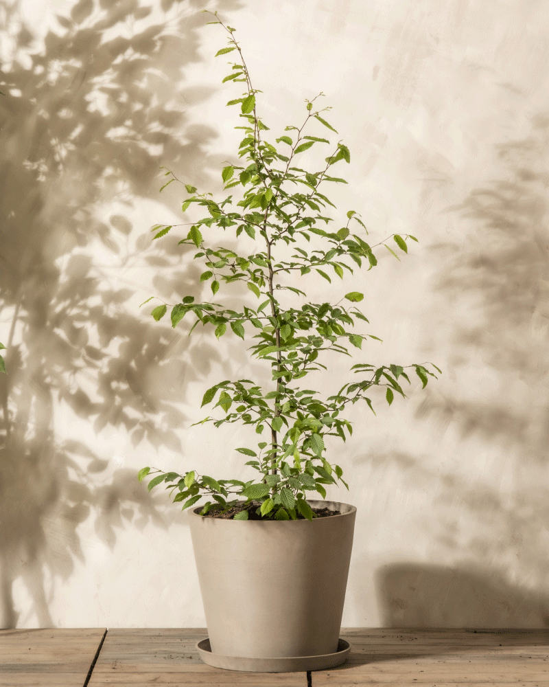 Eine große Hainbuche mit grünen Blättern steht in einem schlichten, hellen Topf auf einer Holzfläche vor einem neutralen, strukturierten Hintergrund. Die Pflanze wirft einen Schatten auf die helle Wand dahinter.