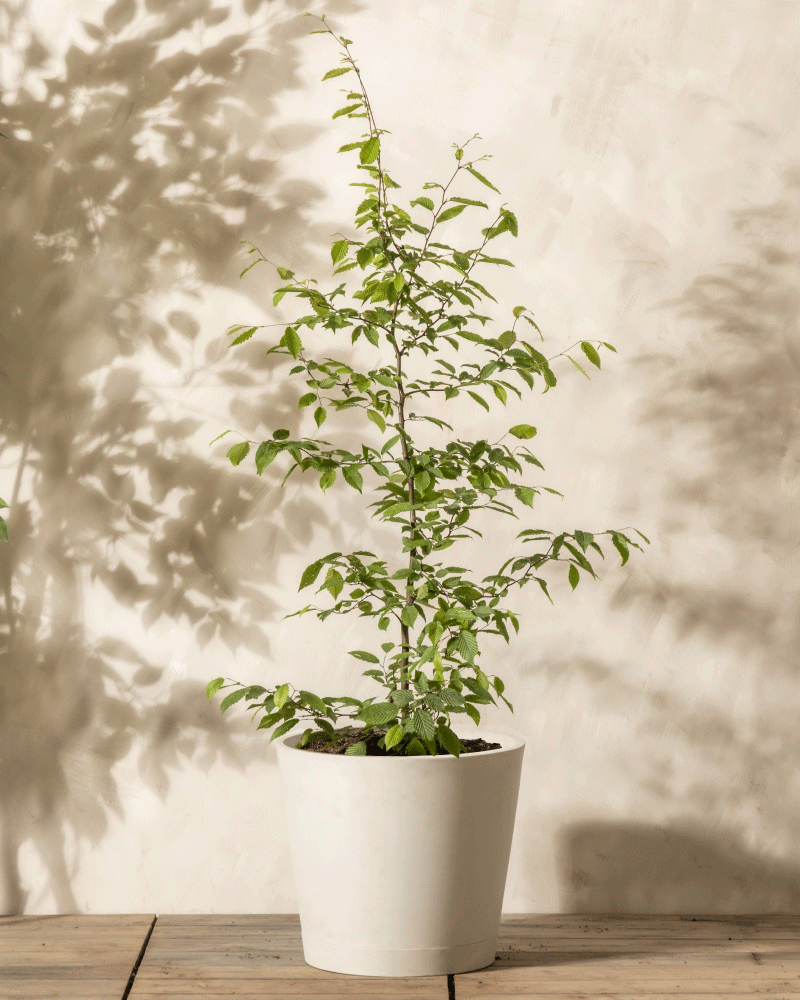 Eine hohe, schlanke Hainbuche mit kleinen grünen Blättern steht vor einer schlichten beigefarbenen Wand. Die langen, dünnen Zweige der Pflanze ragen nach oben und ihr Schatten wird auf die Wand dahinter geworfen. Die Hainbuche steht in einem einfachen weißen Topf auf einer Holzoberfläche.