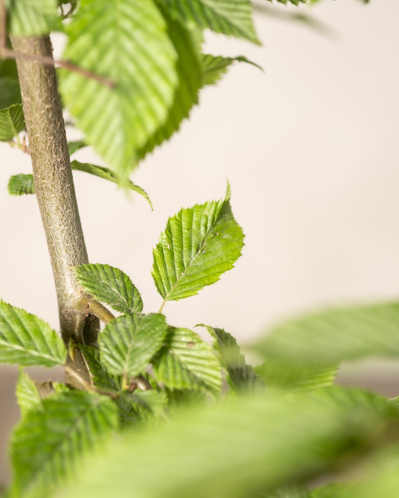 Nahaufnahme von grünen Blättern und einem Zweig eines kleinen Malus domestica-Baums vor hellem Hintergrund. Die gezackten Blätter und der strukturierte Zweig, geschmückt mit kleinen Vorsprüngen, schaffen eine natürliche, beruhigende Szene, die an eine heitere Hainbuche erinnert.