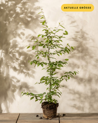 Ein junger Hainbuchenbaum mit grünen Blättern in einem kleinen Topf steht auf einem Holzboden vor einer beigen Wand. Der Schatten der Hainbuche ist an der Wand sichtbar. In der oberen rechten Ecke befindet sich ein gelbes Schild mit dem Text „AKTUELLE GRÖSSE“.