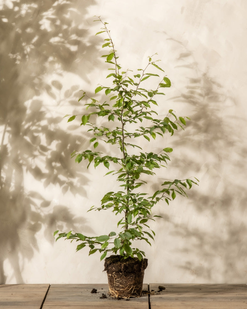 Ein junger Hainbuchenbaum mit grünen Blättern in einem kleinen Topf steht auf einem Holzboden vor einer beigen Wand. Der Schatten der Hainbuche ist an der Wand sichtbar.