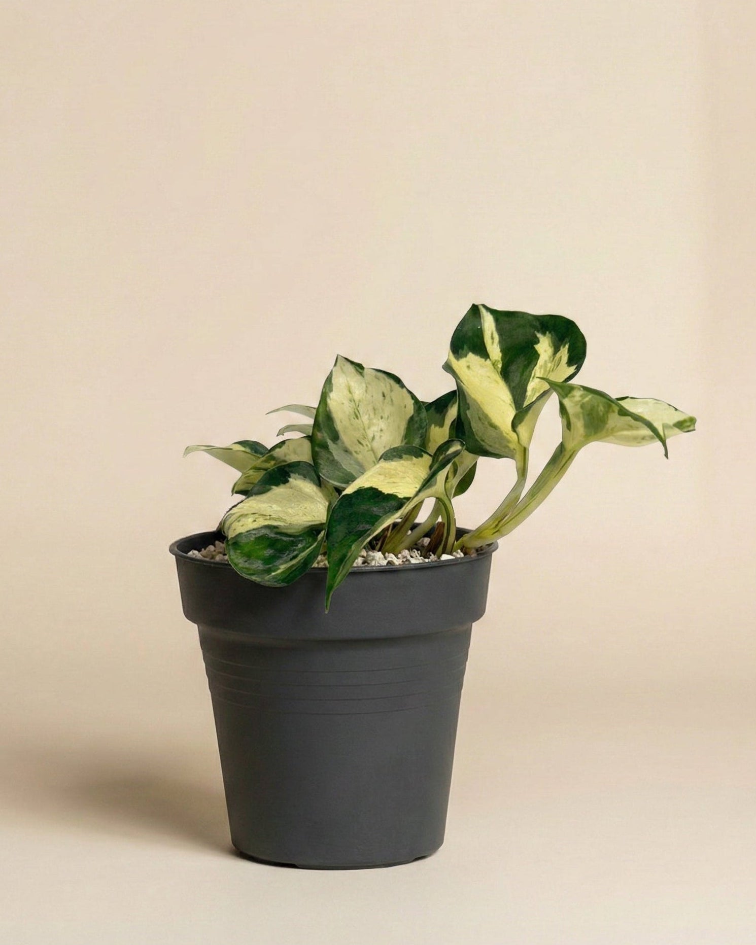 Eine getopfte Efeutute 'Happy Leaf' - feey mit grün und cremefarbenen Blättern sitzt in einem einfachen schwarzen Topf mit kleinen weißen Kieselsteinen vor einem schlichten beigen Hintergrund.