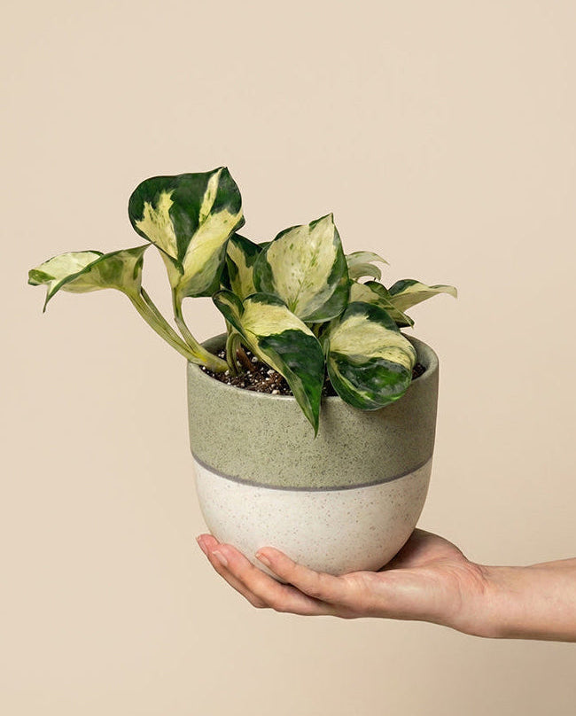 Eine Hand hält eine Efeutute 'Happy Leaf' - eine Fee mit grünen und cremefarbenen Blättern in einem zweifarbigen Keramiktopf - oben hellgrün, unten weiß - vor einem einfarbig beigen Hintergrund.