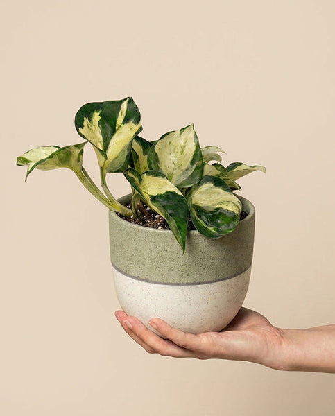 Eine Hand hält eine Efeutute 'Happy Leaf' - eine Fee mit grünen und cremefarbenen Blättern in einem zweifarbigen Keramiktopf - oben hellgrün, unten weiß - vor einem einfarbig beigen Hintergrund.