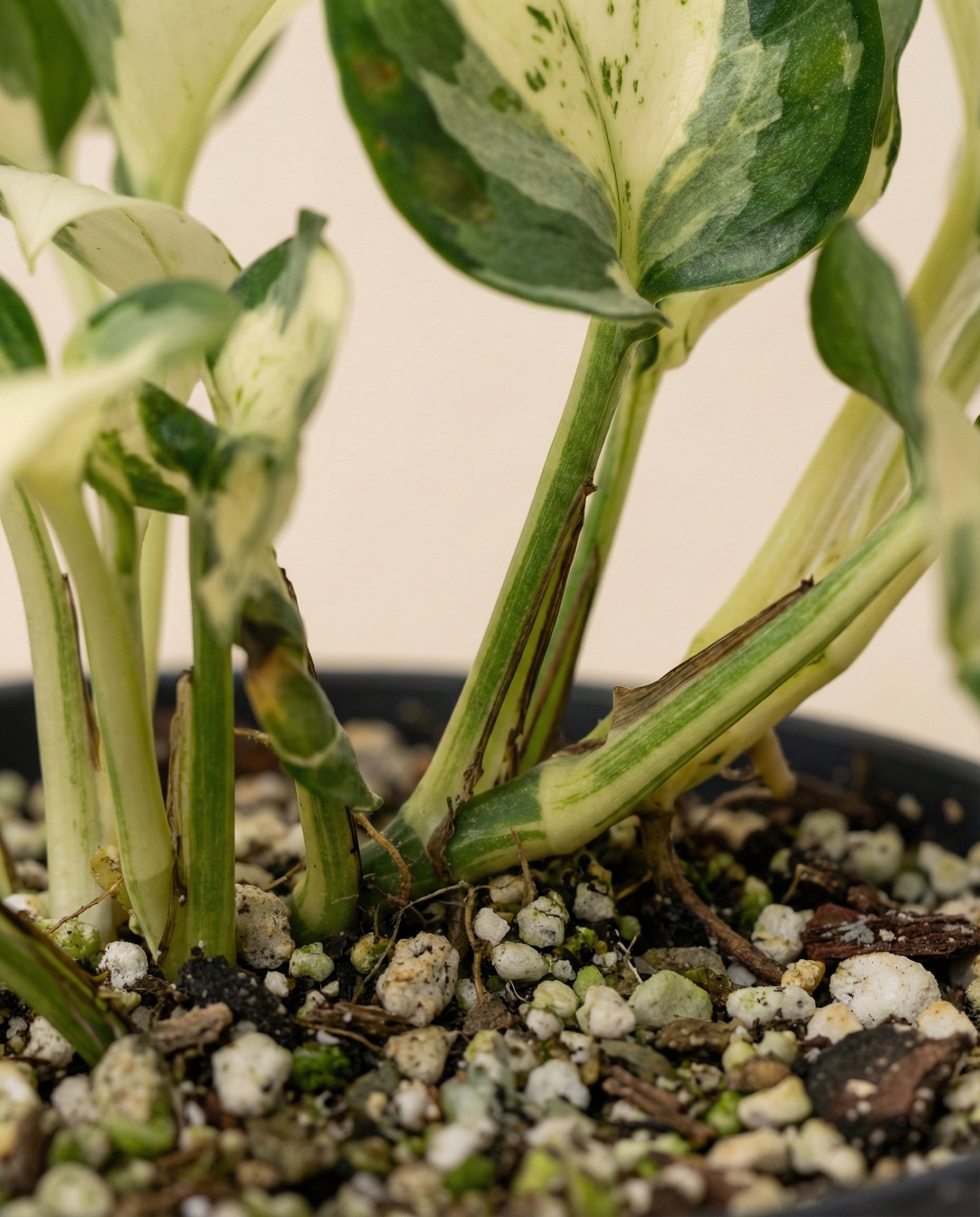 Nahaufnahme einer getopften Efeutute 'Happy Leaf' - Fee mit grün-weiß panaschierten Blättern und Stängeln, die mit Kieselsteinen und organischem Material bedeckte Erde zeigt.