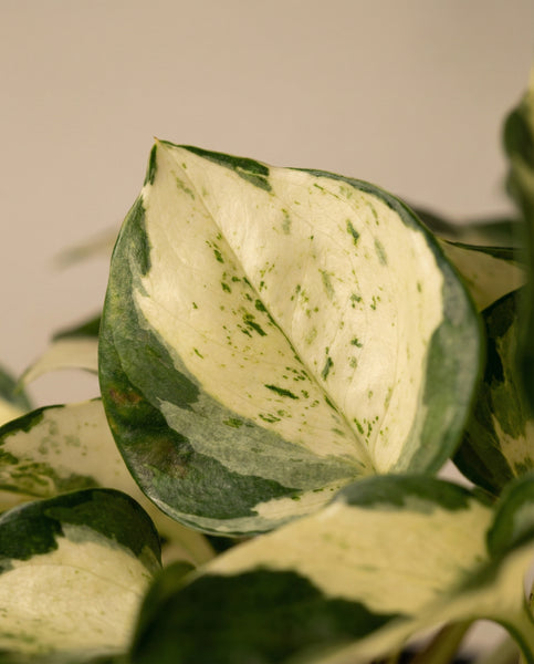 Nahaufnahme einer Efeutute 'Happy Leaf' - ein Blatt mit grünen Rändern und cremefarbener Mitte, gesprenkelten Markierungen und einem sanft verschwommenen Hintergrund, der den auffälligen Farbkontrast und die Textur dieser einzigartigen Sorte hervorhebt.