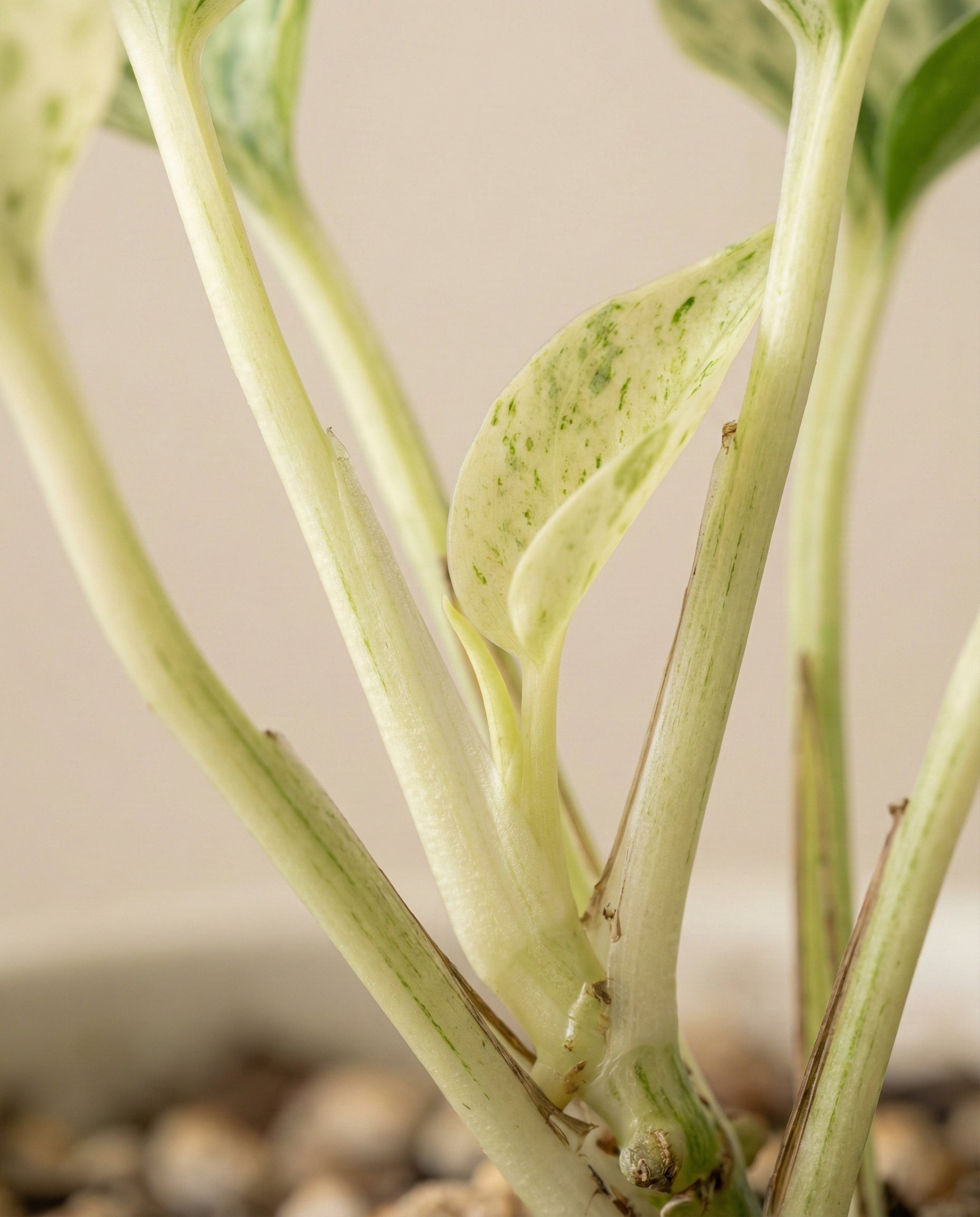 Nahaufnahme einer Efeutute 'Happy Leaf' - Fee mit blassgrünen und weiß panaschierten Blättern auf hellgrünen Stielen, getopft in brauner Erde mit kleinen Kieselsteinen, vor einem neutralen Hintergrund.