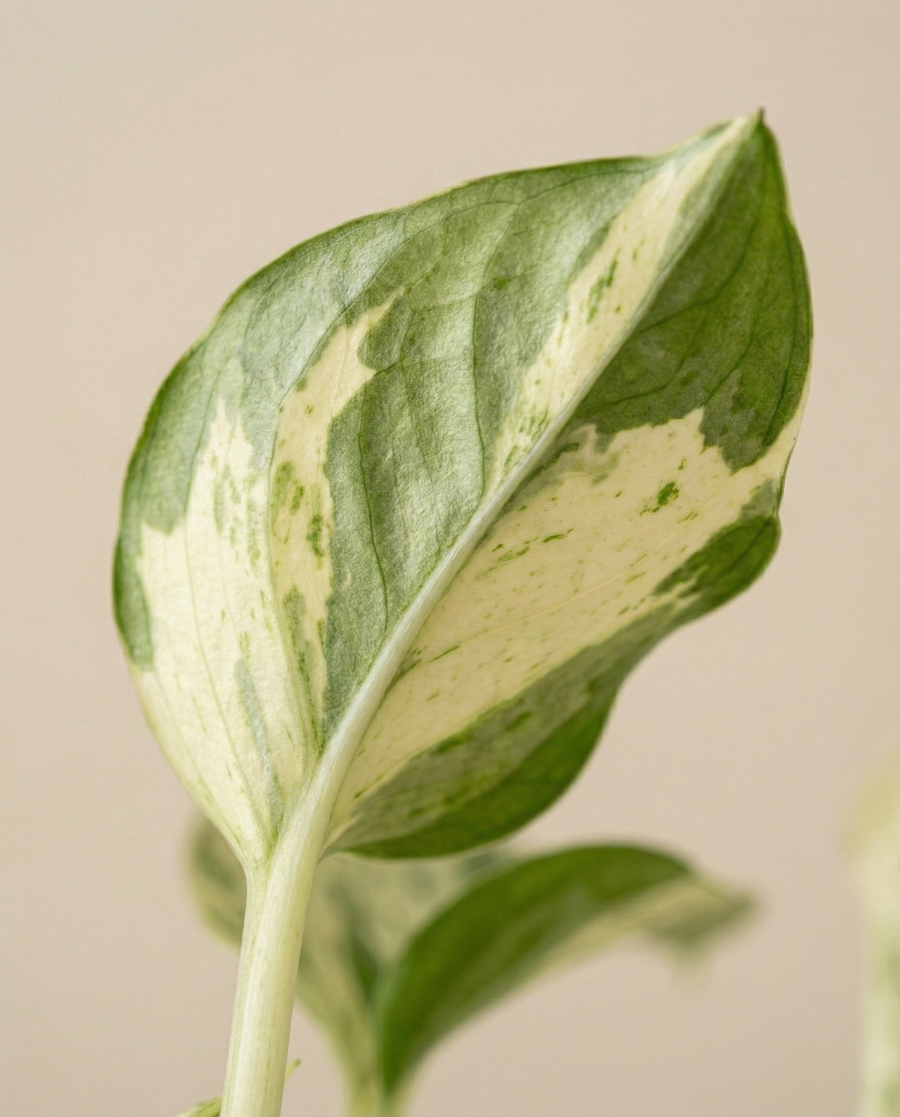 Eine Nahaufnahme eines Efeutute 'Happy Leaf' - Feenblattes mit grünen und cremeweißen Mustern vor einem schlichten, hellbeigen Hintergrund.