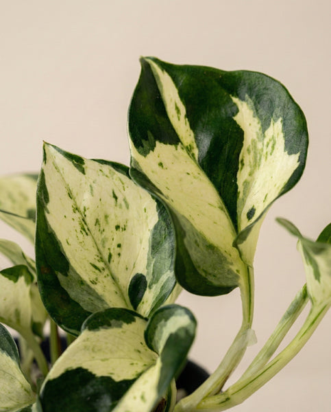 Efeutute 'Happy Leaf' - eine Fee mit herzförmigen Blättern und einer Mischung aus dunkelgrünen und cremeweißen Mustern auf einem einfarbig beigen Hintergrund.