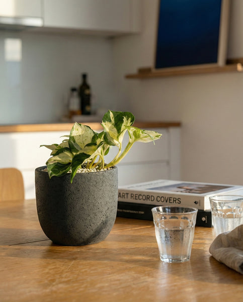 Eine kleine Efeutute 'Happy Leaf' - Fee steht auf einem Holztisch neben zwei Gläsern Wasser und dem Buch 