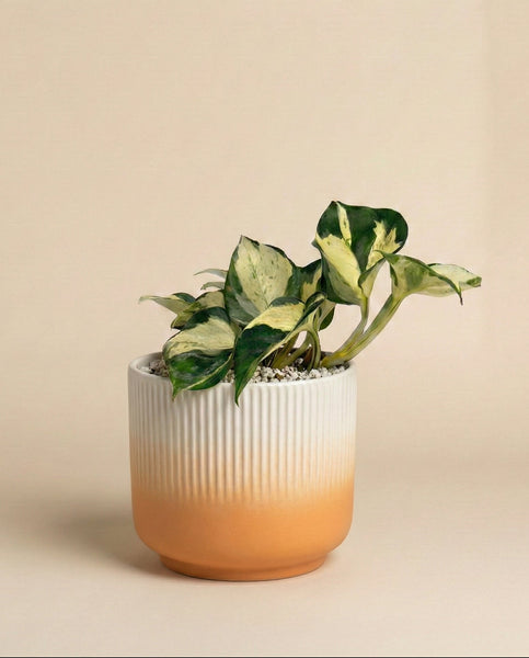 Eine Efeutute 'Happy Leaf' - Fee mit grünen und cremefarbenen Blättern sitzt in einem weißen und orangefarbenen Keramiktopf mit Farbverlauf vor einem einfarbig beigen Hintergrund.