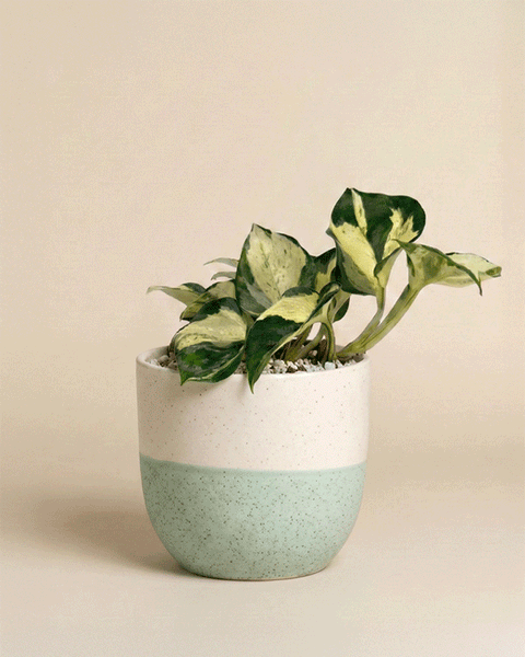 Eine Efeutute 'Happy Leaf' - Fee mit grünen und cremefarbenen Blättern in einem gesprenkelten, zweifarbigen Keramiktopf steht vor einem einfarbig beigen Hintergrund.