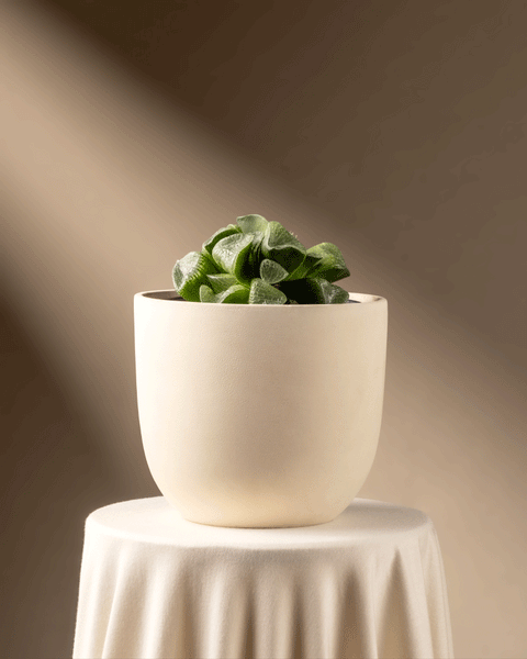 Eine Haworthia retusa ziert einen Ständer, ihre kleine grüne Form befindet sich in einem glatten cremefarbenen Topf. Auf einem beigen Tuch platziert und vor einem neutralen Hintergrund sanft beleuchtet, besticht dieses Stück in limitierter Auflage mit seinen sanften Schatten.