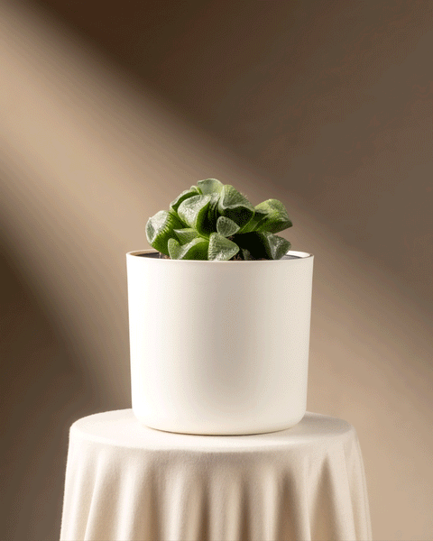 Eine Haworthia retusa in limitierter Auflage steht in einem weißen Keramiktopf auf einem runden, stoffbezogenen Sockel. Warmes, weiches Licht wirft zarte Schatten auf die Fenstersukkulente vor einem neutralen Hintergrund und verleiht jedem Raum Eleganz.