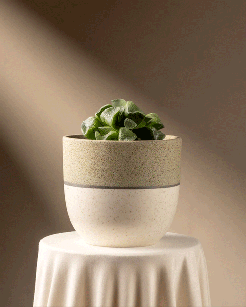 Diese kleine grüne Sukkulente, eine limitierte Auflage der Haworthia retusa, wird in einem strukturierten beige- und cremefarbenen Topf auf weißem Stoff präsentiert. Weiches Licht erzeugt einen sanften Schatten vor dem neutralen braunen Hintergrund.